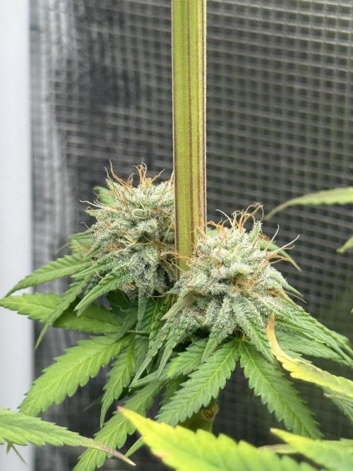 PAPAYA FROSTING. Week 12