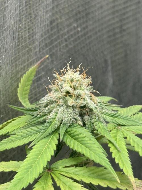 PAPAYA FROSTING. Week 12