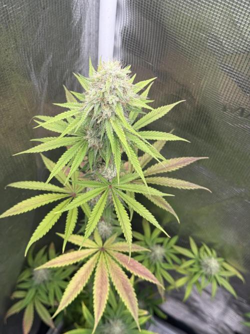 PAPAYA FROSTING. Week 12