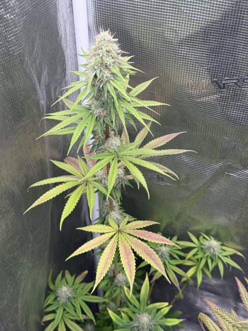 PAPAYA FROSTING. Week 12
