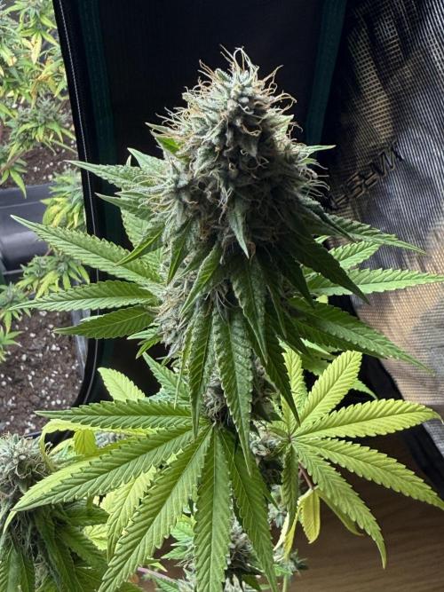 PAPAYA FROSTING. Week 12