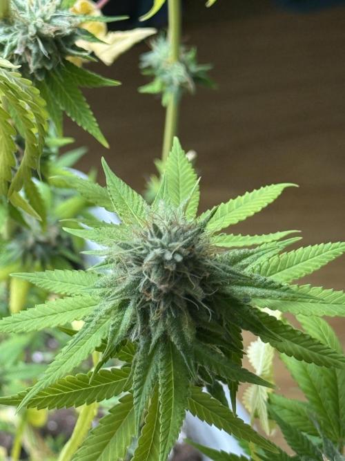 PAPAYA FROSTING. Week 12