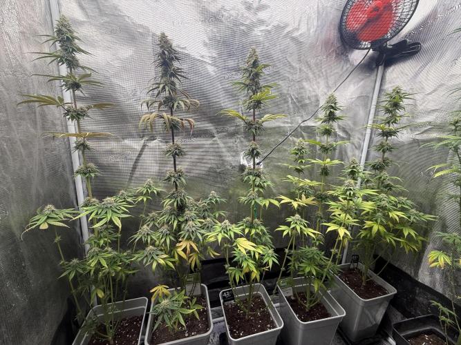 PAPAYA FROSTING. Week 12