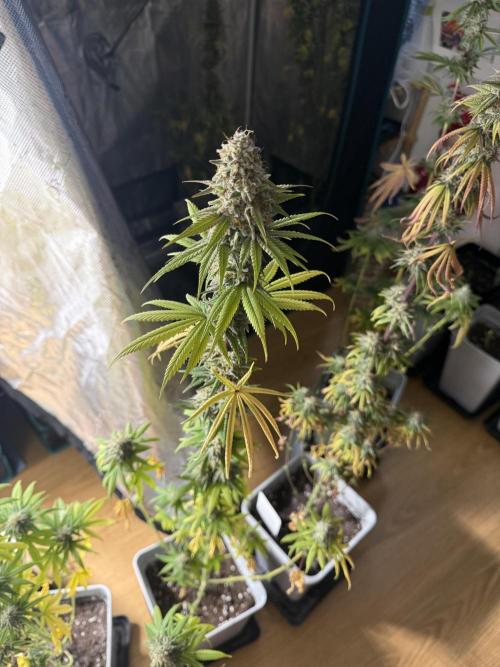 PAPAYA FROSTING. Week 12