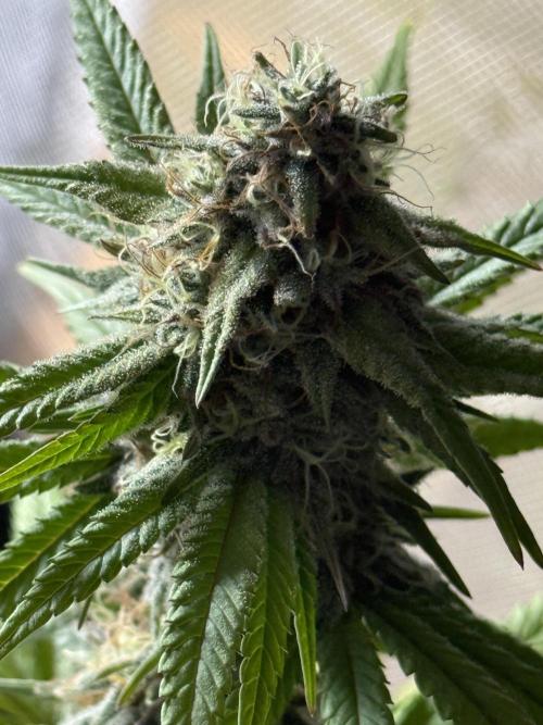 PAPAYA FROSTING. Week 12