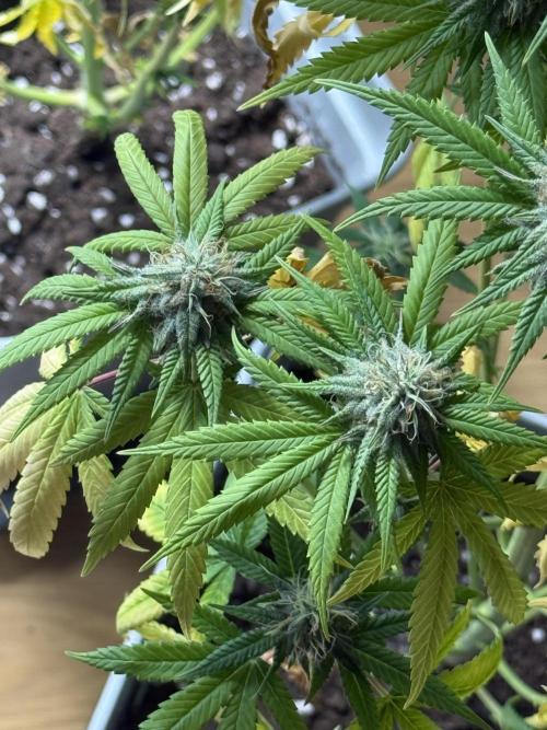 PAPAYA FROSTING. Week 12