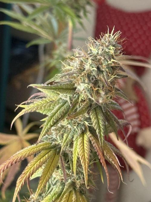 PAPAYA FROSTING. Week 12