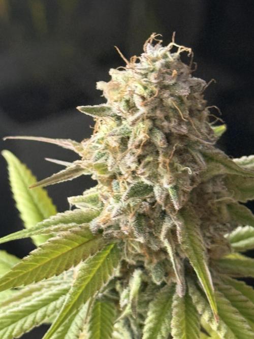 PAPAYA FROSTING. Week 12