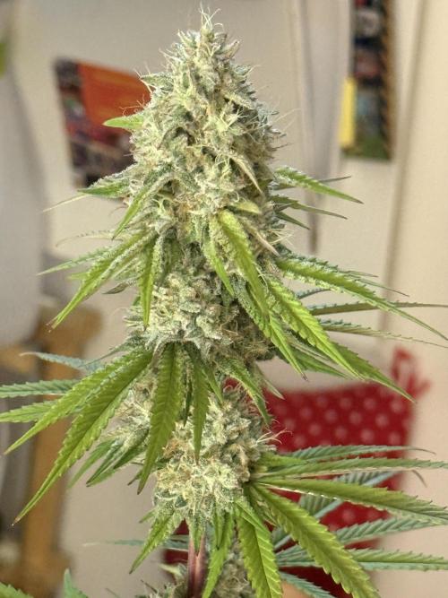 PAPAYA FROSTING. Week 12