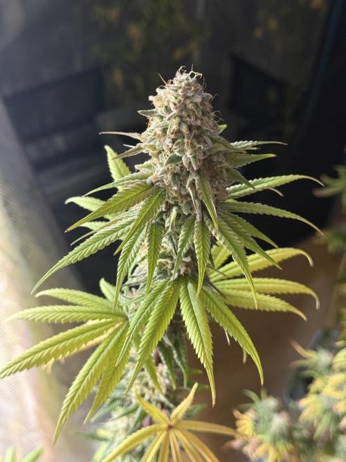 PAPAYA FROSTING. Week 12