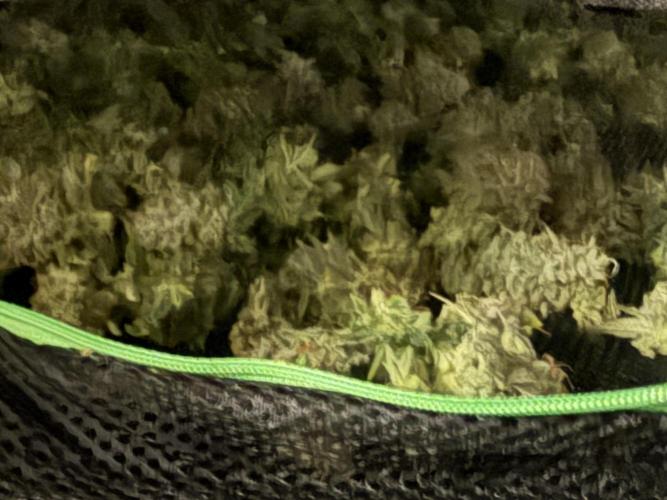 PAPAYA FROSTING. Week 12