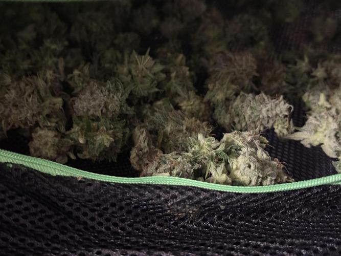 PAPAYA FROSTING. Week 12