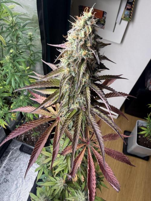 LA KUSH CAKE. Week 12