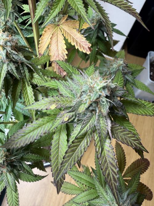 LA KUSH CAKE. Week 12