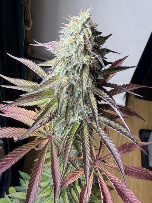 LA KUSH CAKE. Week 12