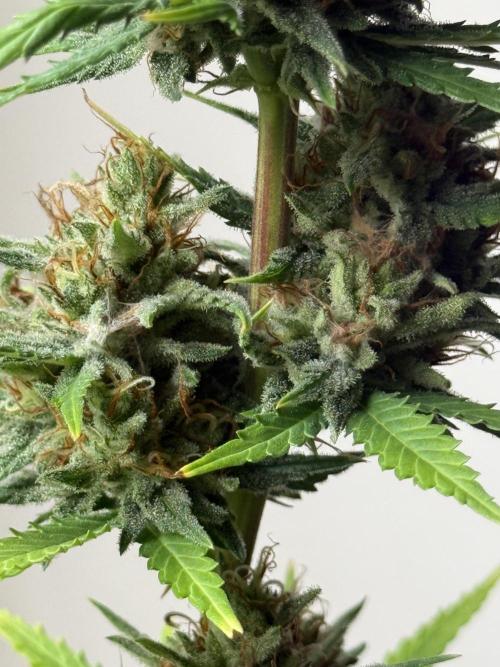 LA KUSH CAKE. Week 12