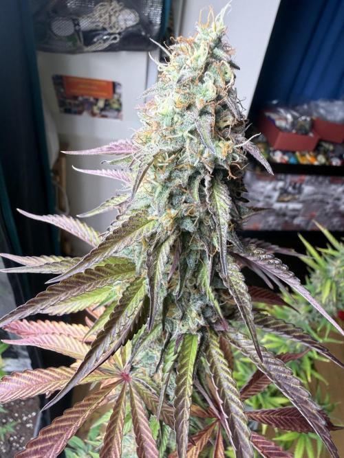 LA KUSH CAKE. Week 12