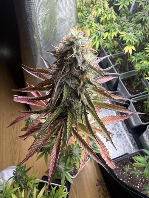 LA KUSH CAKE. Week 12