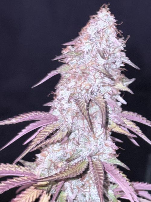 LA KUSH CAKE. Week 12