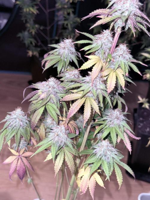 LA KUSH CAKE. Week 12