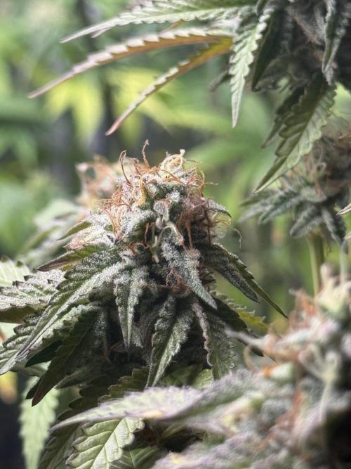 LA KUSH CAKE. Week 12