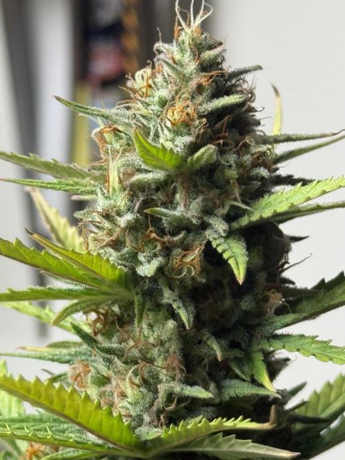 LA KUSH CAKE. Week 12