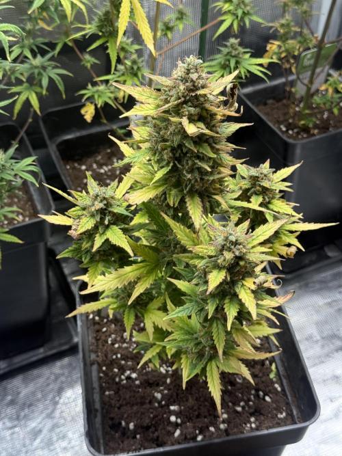 ORIGINAL GB XXL AUTO. Week 12