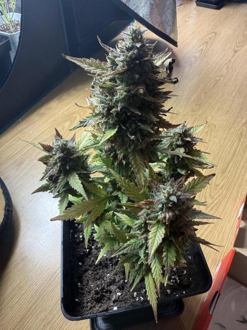 ORIGINAL GB XXL AUTO. Week 12