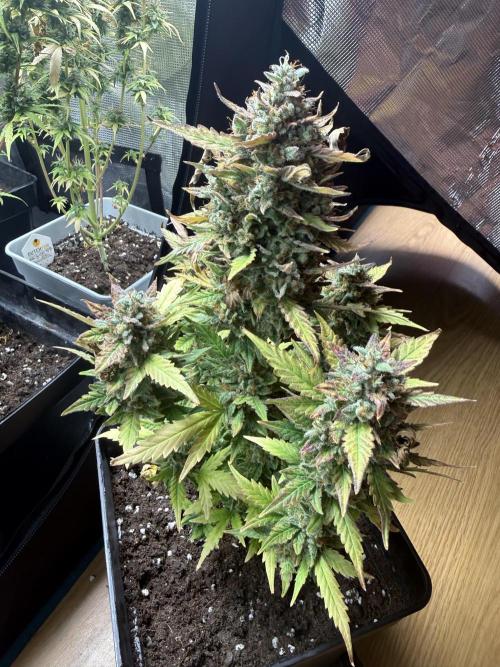 ORIGINAL GB XXL AUTO. Week 12