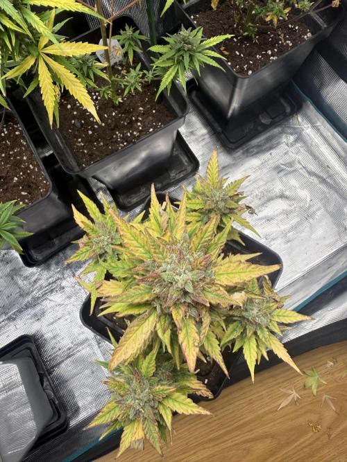 ORIGINAL GB XXL AUTO. Week 12