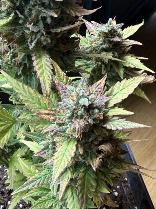 ORIGINAL GB XXL AUTO. Week 12