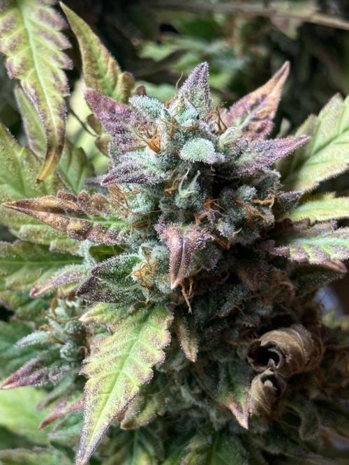 ORIGINAL GB XXL AUTO. Week 12