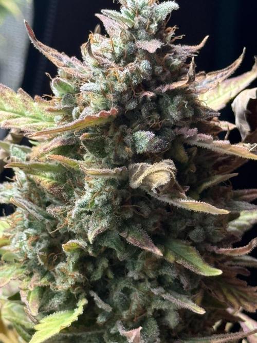 ORIGINAL GB XXL AUTO. Week 12