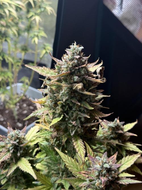 ORIGINAL GB XXL AUTO. Week 12