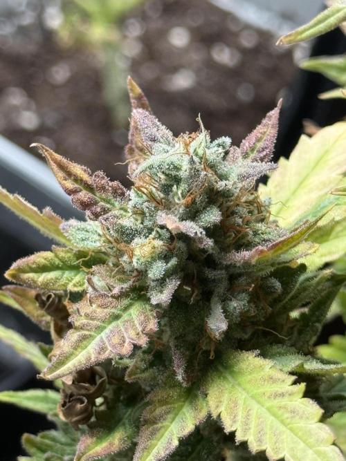 ORIGINAL GB XXL AUTO. Week 12