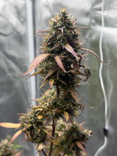 ORIGINAL GB XXL AUTO. Week 12