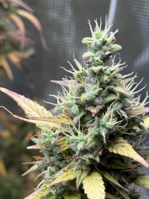 ORIGINAL GB XXL AUTO. Week 12