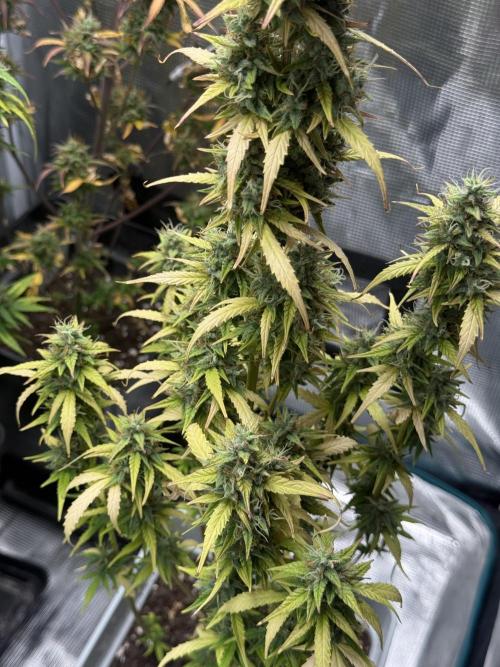 ORIGINAL GB XXL AUTO. Week 12