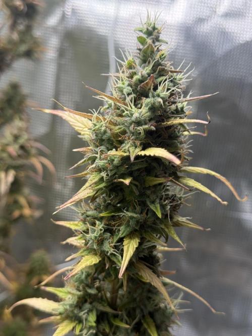 ORIGINAL GB XXL AUTO. Week 12