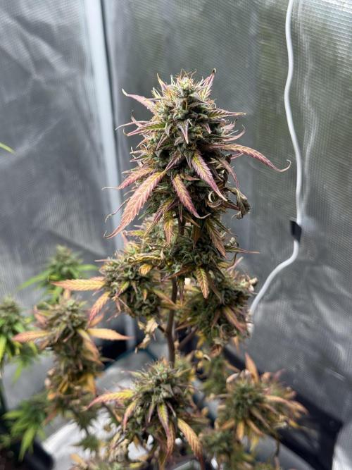 ORIGINAL GB XXL AUTO. Week 12