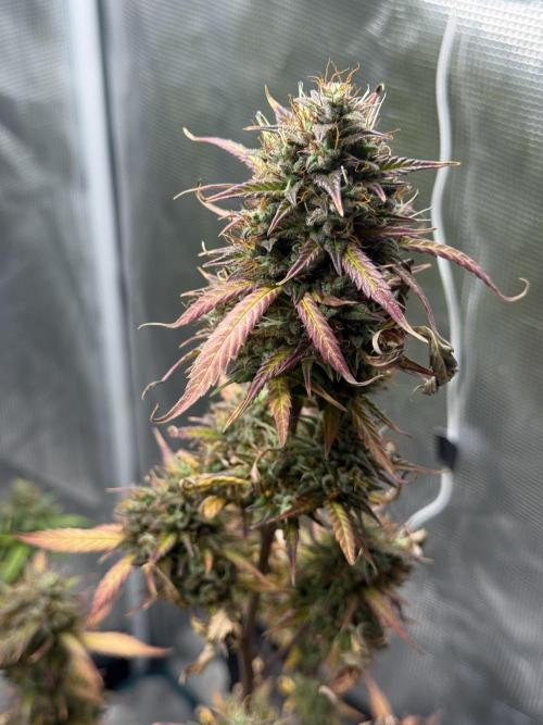 ORIGINAL GB XXL AUTO. Week 12