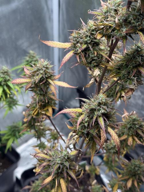 ORIGINAL GB XXL AUTO. Week 12