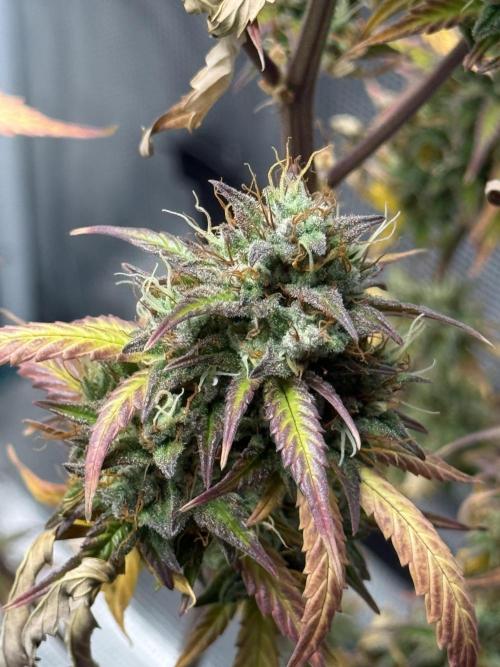 ORIGINAL GB XXL AUTO. Week 12