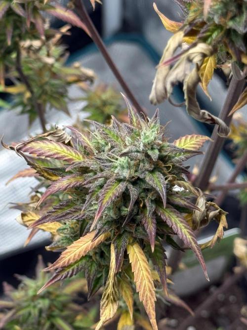 ORIGINAL GB XXL AUTO. Week 12