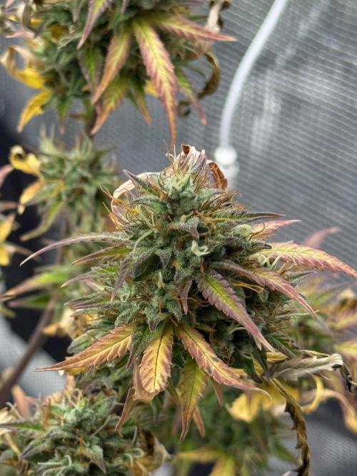 ORIGINAL GB XXL AUTO. Week 12