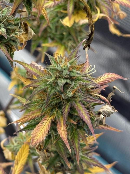 ORIGINAL GB XXL AUTO. Week 12