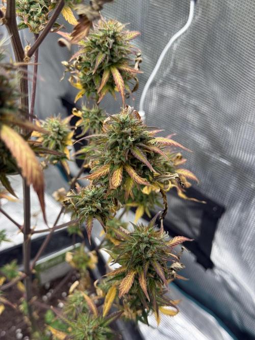 ORIGINAL GB XXL AUTO. Week 12