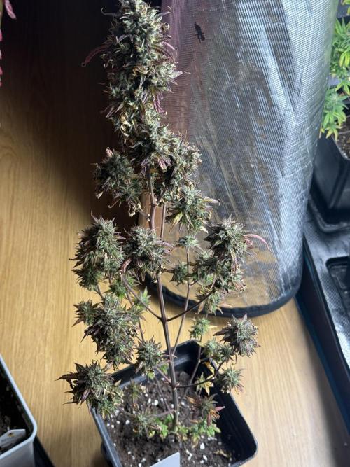 ORIGINAL GB XXL AUTO. Week 12