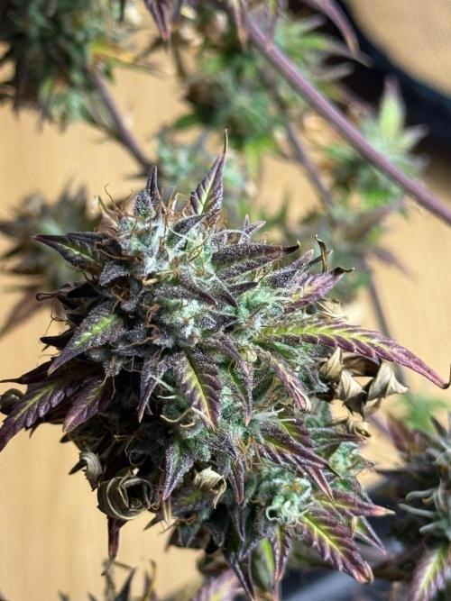 ORIGINAL GB XXL AUTO. Week 12