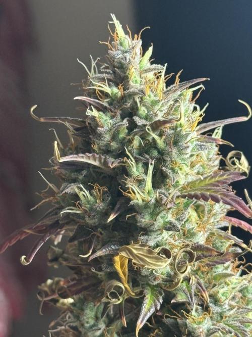 ORIGINAL GB XXL AUTO. Week 12